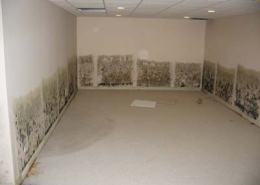 mold-cleaning-tips